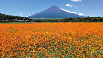 画像提供：山中湖花の都公園
