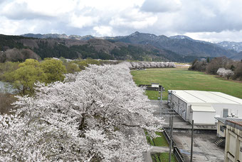 写真提供：胎内市観光協会