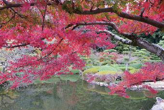 Copyright ibaraki-kairakuen.jp@IK10315