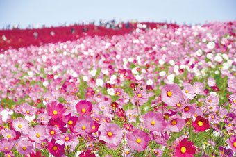 画像提供：国営ひたち海浜公園