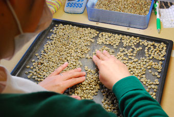欠点豆を取り除くハンドピック。この作業がコーヒーの味を決める基本となる。
