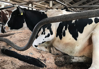 Agro-Widmer Stalleinrichtungen - Foto Tiefboxenkissen Polsta