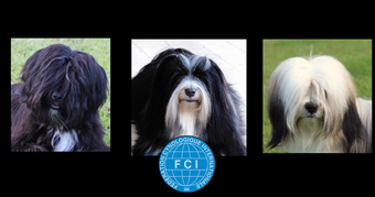 Tibet Terrier-Zwinger "Arundhati"