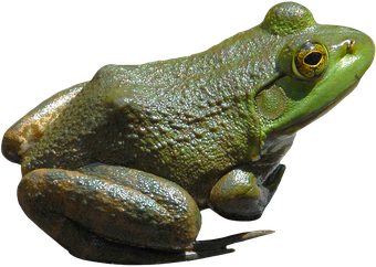 Image animaux detourée transparent sur fond blanc grenouille verte png