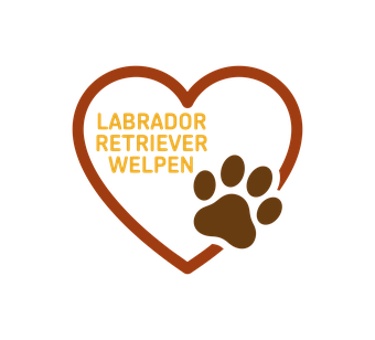Fox Red Labrador Welpen Österreich | Labrador Retriever in seltener Farbe