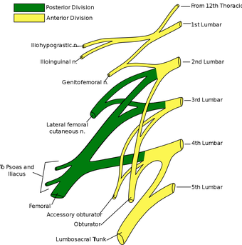 lumbar plexus overview