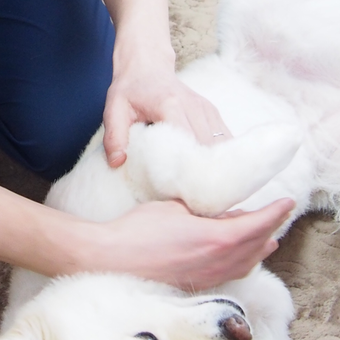 犬のリハビリにおける関節可動域運動　前肢
