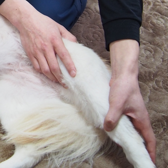 犬のリハビリにおける関節可動域運動　後肢