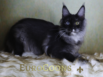 EuroCoons Maine Coon Cattery Would Love Our Clients' Feedback. Post a Review to Our Profile. 