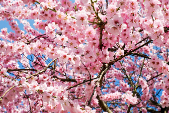 Das Bild zeigt dünne Äste, die mit vielen rosafarbenen Kirschblüten bedeckt sind.