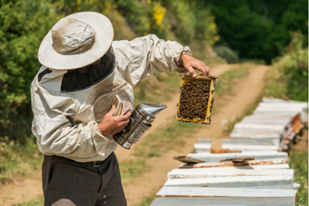 Ein Imker hält in seiner linken Hand einen Holzrahmen, der von Bienen bedeckt ist. In seiner anderen Hand hält ein kannenähnliches Gefäß, das auf die Bienen gerichtet ist.