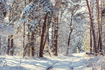 Ein Wald im Winter, der mit viel Schnee bedeckt ist