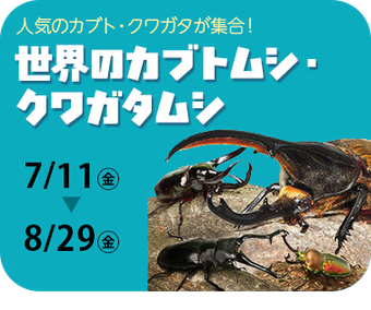 世界のカブトムシ・クワガタムシ