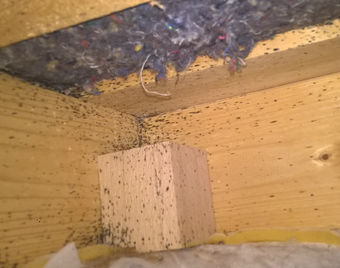 Hs Nuisibles Specialiste Des Traitements Pour L Eradication Et L Extermination Des Punaises De Lit En Haute Savoie Hs Nuisibles Specialiste De La Deratisation Et De La Desinsectisation Dans La Region D Annecy Et En Haute Savoie