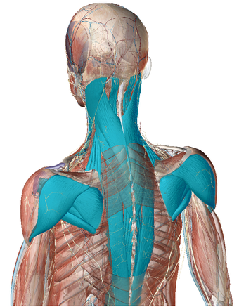 首、肩、背中の筋肉