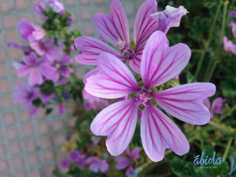 Malva sylvestris abida