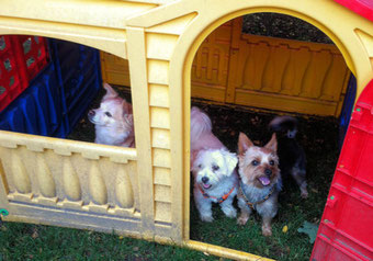 3 kleine Hunde schauen aus einem bunten Spielhaus heraus.