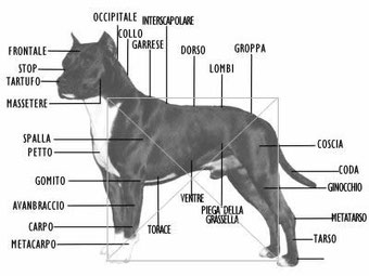 Standard e Carattere Contra Legem Kennel Allevamento Amstaff