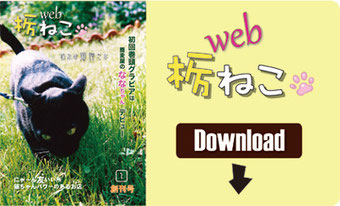 webねこ