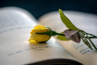 fiore giallo su un libro di poesia, combattere stanchezza e anedonia delle feste attraverso la poesia che cura