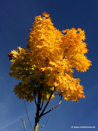 Kleiner Ahornbaum im Herbst