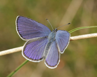 Der Hochmoor-Bläuling - Foto: Carsten Heinecke