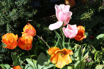 Photo décorative fleur en couleur