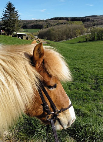 Helgi steht vor einem Hintergrund von Wiesen und kleinen Waldstücken, den Kopf halb zur Kamera gedreht
