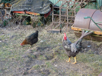 Unser Sperber-Hahn mit einer unserer Hennen schart zwischen einigen landwirtschaftlichen Geräten. Diese kommen bei uns allesamt zum Einsatz: Pflug, Walze, Egge und Kartoffellegemaschine. Sie werden alle von unseren Pferden gezogen.