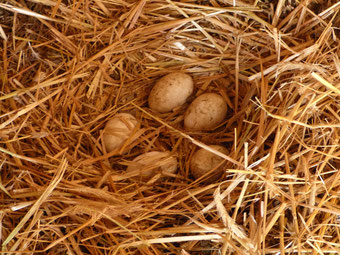 Bisher liegen im ersten Nest fünf Eier. Sobald die Gänse zehn zusammen haben, beginnen sie die Brut.