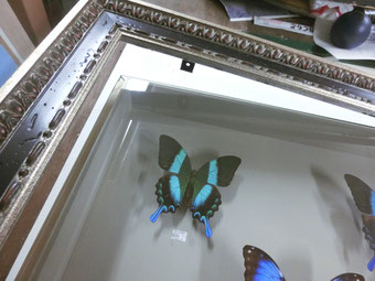ちょうちょ(蝶々)の額装例 - 画材屋 額縁屋 千葉県 大網白里市 ちょうちょ(蝶々)の額装例 - 画材屋 額縁屋 千葉県 大網白里市