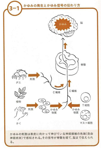 かゆみの発生とかゆみ信号の伝わり方