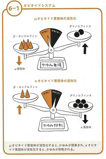 オピオイドシステム