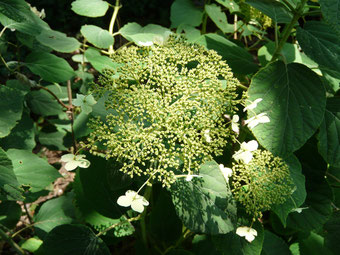 Hydrangea  arborescens 'subsp.radiata'