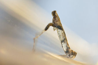 Caloptilia honoratella (Foto: Marcel Püls)