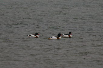 Brandgans (Tadorna tadorna) am Dingolfinger Stausee, Foto: Michael Herzig