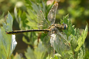 Westliche Keiljungfer (Gomphus pulchellus) Foto: Marcel Püls