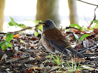 15 01 流山の野鳥 15 01 流山の野鳥