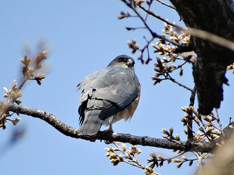17 04 流山の野鳥 17 04 流山の野鳥