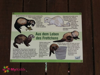 Schautafel Frettchen