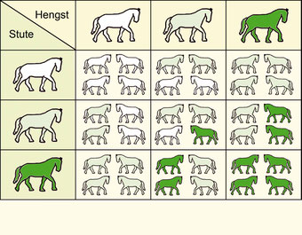 dunkelgrün = Doppelträger (homozygot)    hellgrün = Einfachträger (heterozygot)    weiß = Trägerfrei 