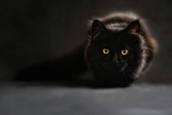 dictée les chats ce2 noir