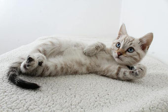 dictée les chats ce2 blanc