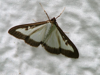 Papillon - Pyrale du buis