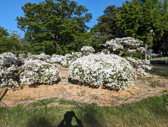 白つつじ公園