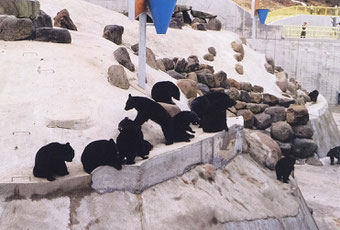 阿仁マタギクマ牧場(くまくま園)で飼われているツキノワグマ