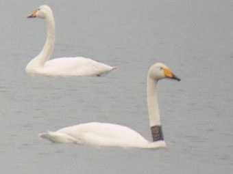 Singschwan mit blauer Halsmanschette 1Y48