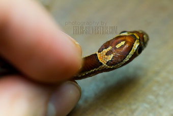 Ringneck Kornnatter
