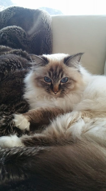 Caratteristiche Del Gatto Sacro Di Birmania Allevamento Gatto