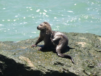 Lontra felina, Parc national Llanos de Challe, Chili (photo Ugo)